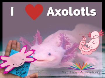 I Love axolotls