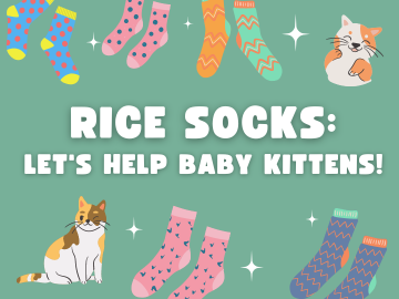 Program name over green background with graphics of kittens and colorful socks