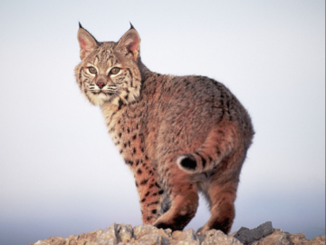 photo of a bobcat