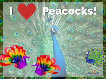 I Love Peacocks Logo