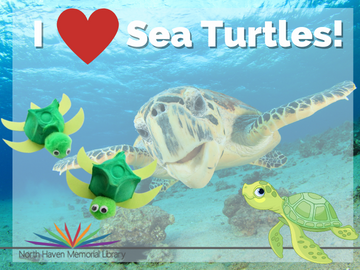 I love Sea Turtles logo 