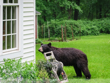 photo of a black bear in a backyard