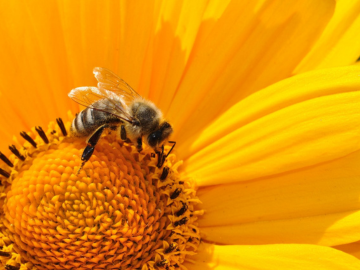 Bee pollinating a flower