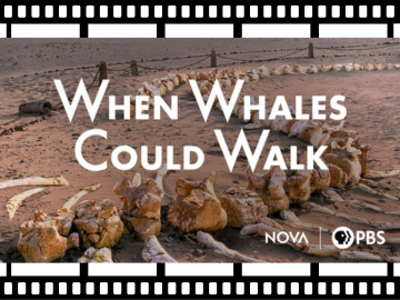 when whales could walk movie poster