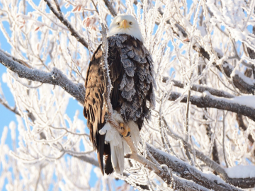 photo of a bald eagle in winter