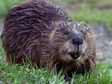 photo of a ct beaver