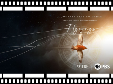 flyways movie poster