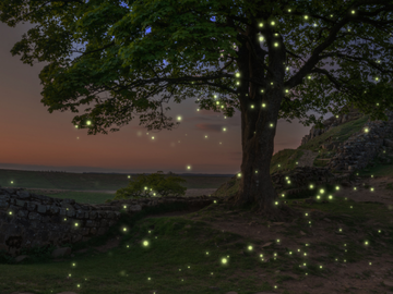 Sunset, Tree, & Fireflies