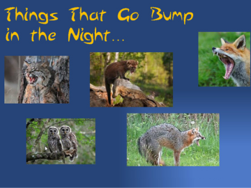 photos of local nocturnal creatures and program title