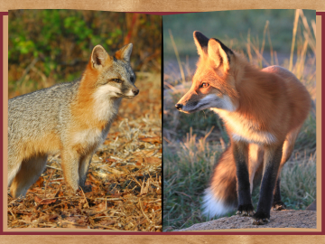 photos of a grey fox and red fox inside a book graphic