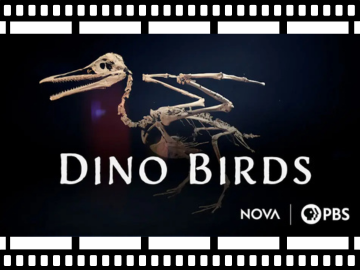dino bird movie poster